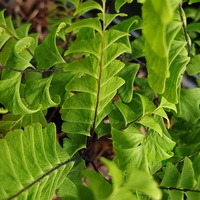 Adiantum aleuticum 'Imbricatum'